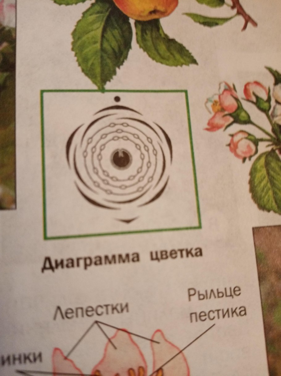 Плод ирги в разрезе