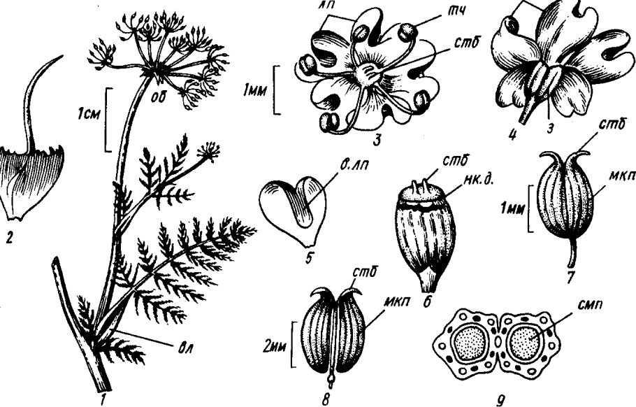 Пчела на липа Кавказская (Tilia Caucasica)