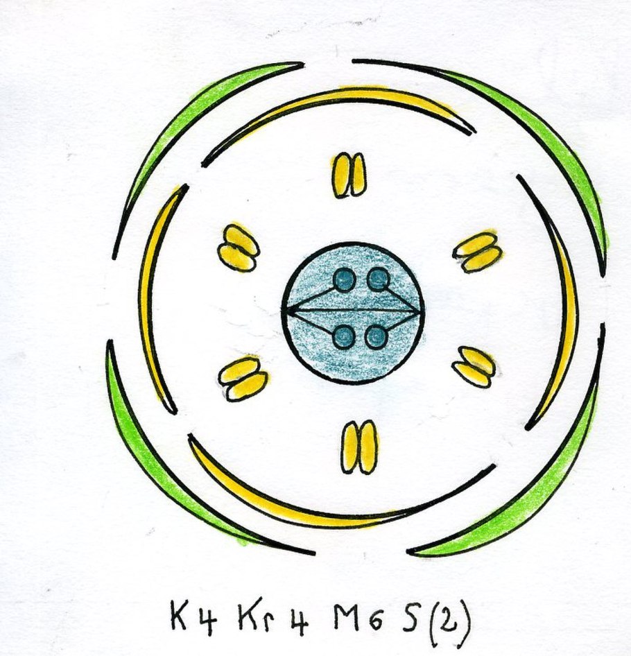 Типы жилкования листа