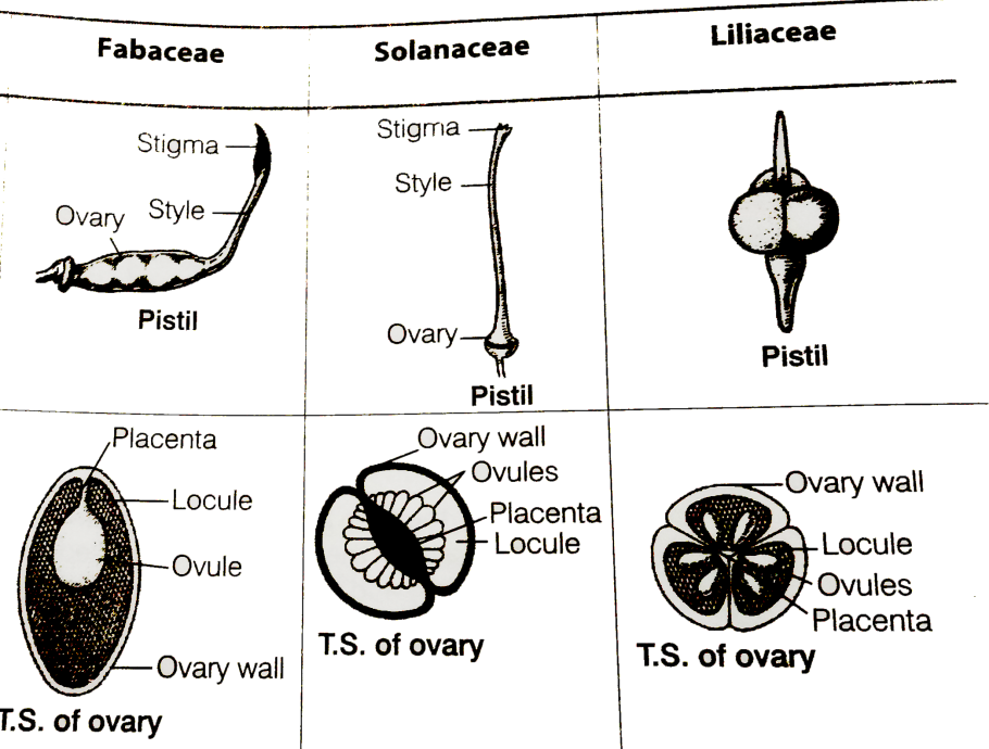 Этапы цветения березы