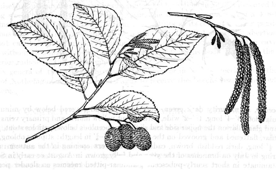 Листья скетч