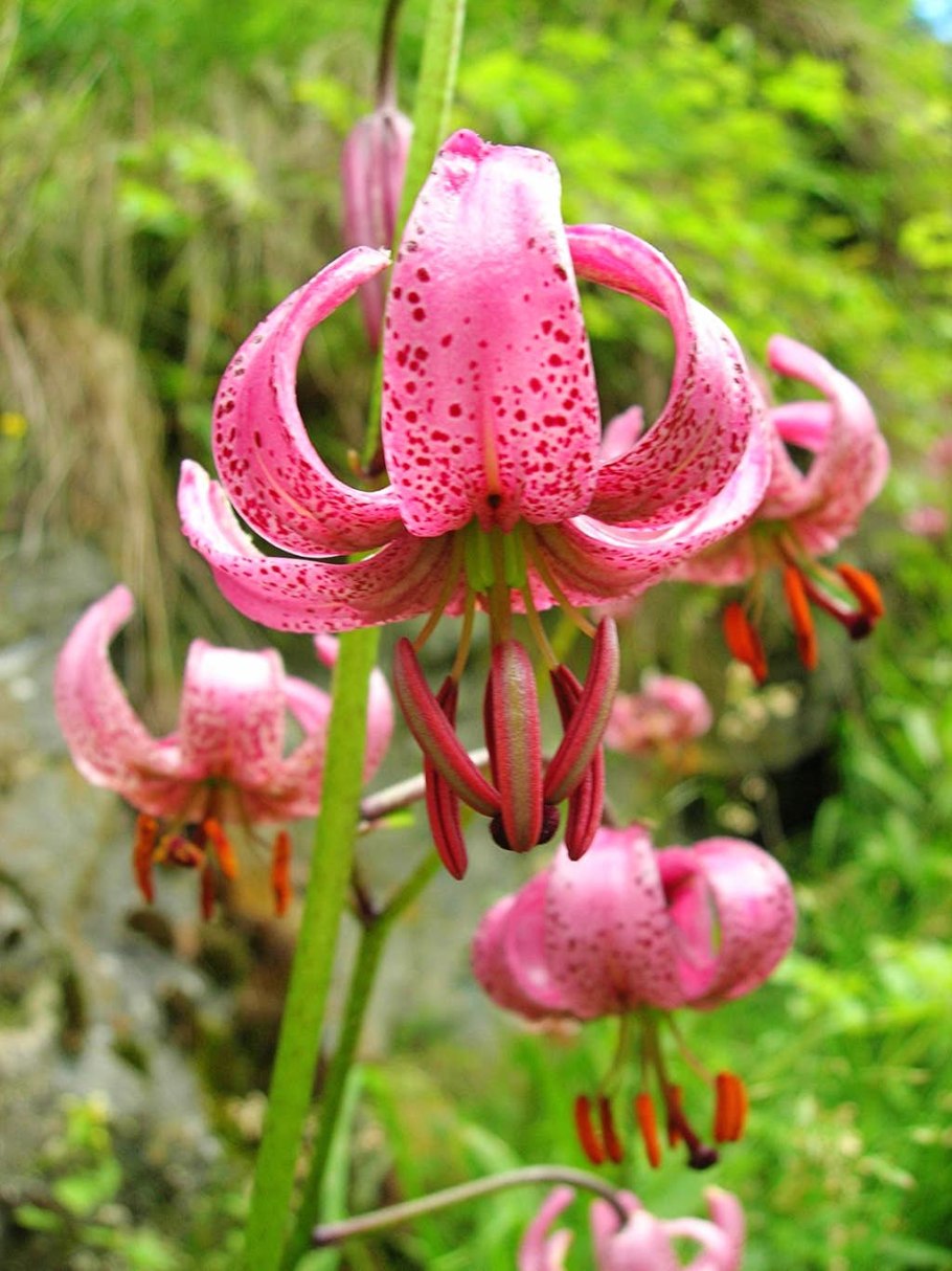 Lilium martagon — Лилия саранка гербарий