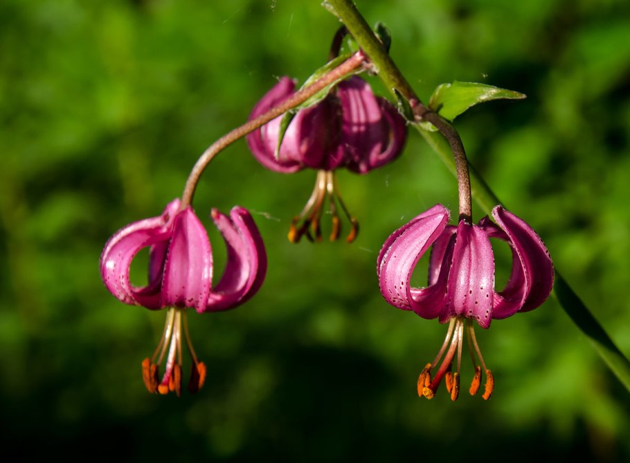 Лилия саранка растение