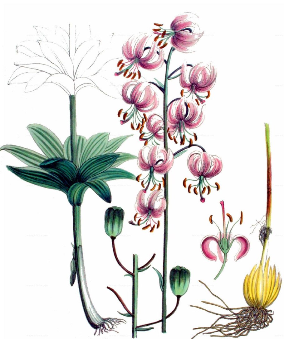 Цветок Лилия кудреватая