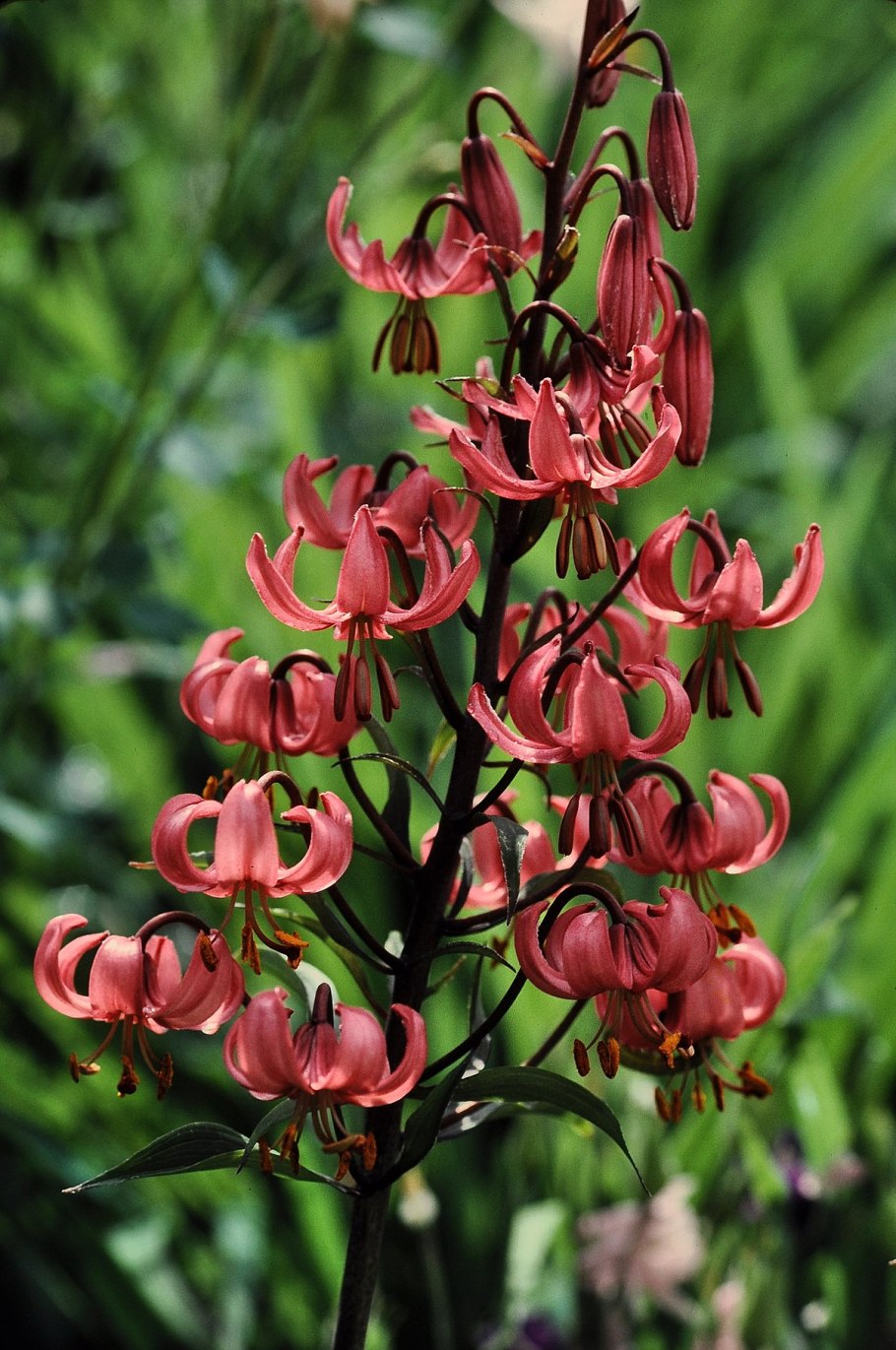 Lilium martagon гербарий