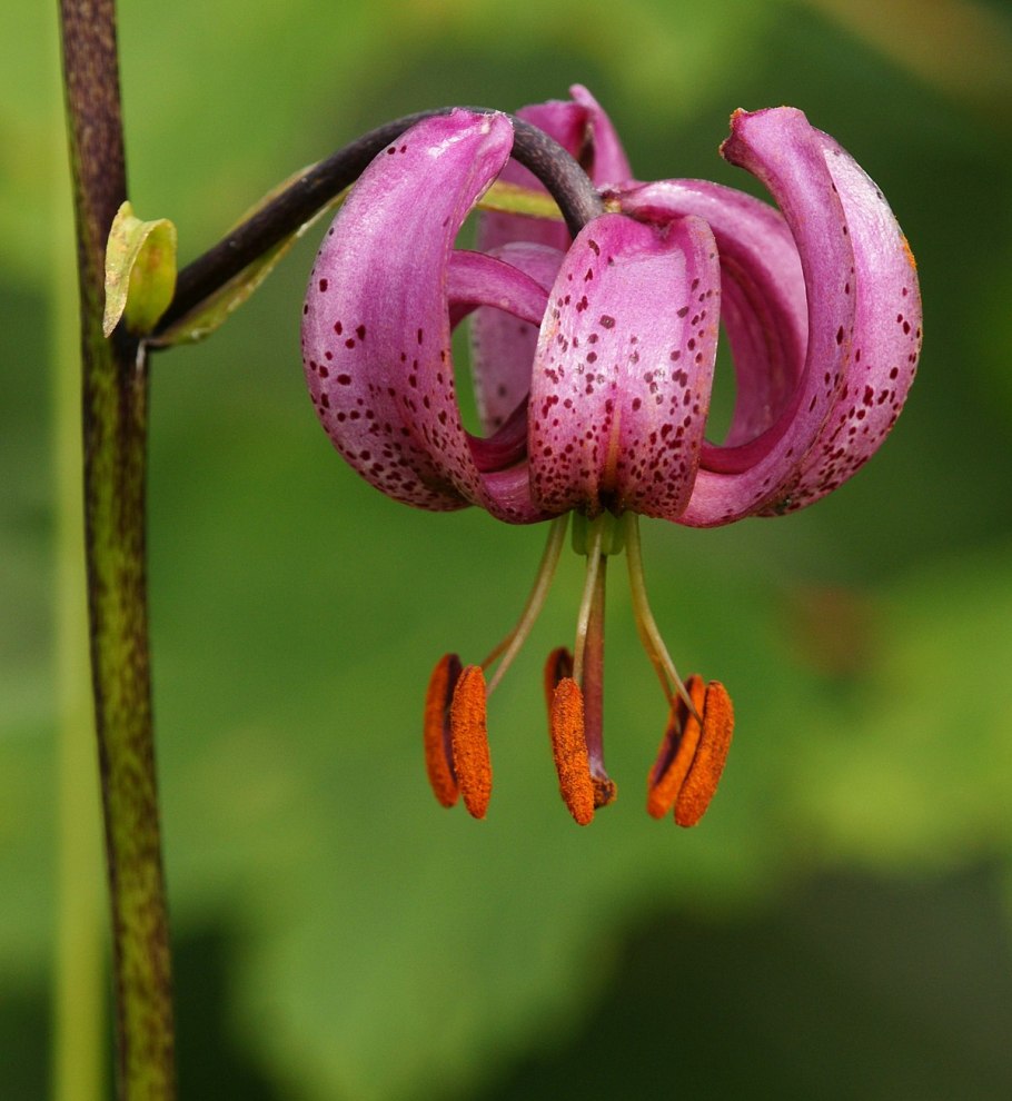 Lilium martagon — Лилия саранка