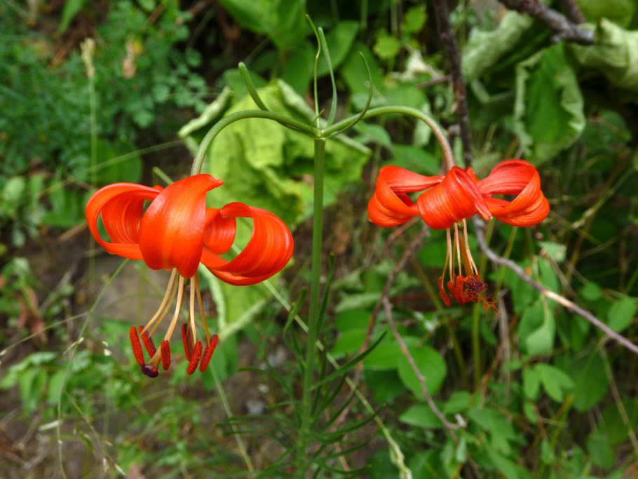 Lilium martagon — Лилия саранка