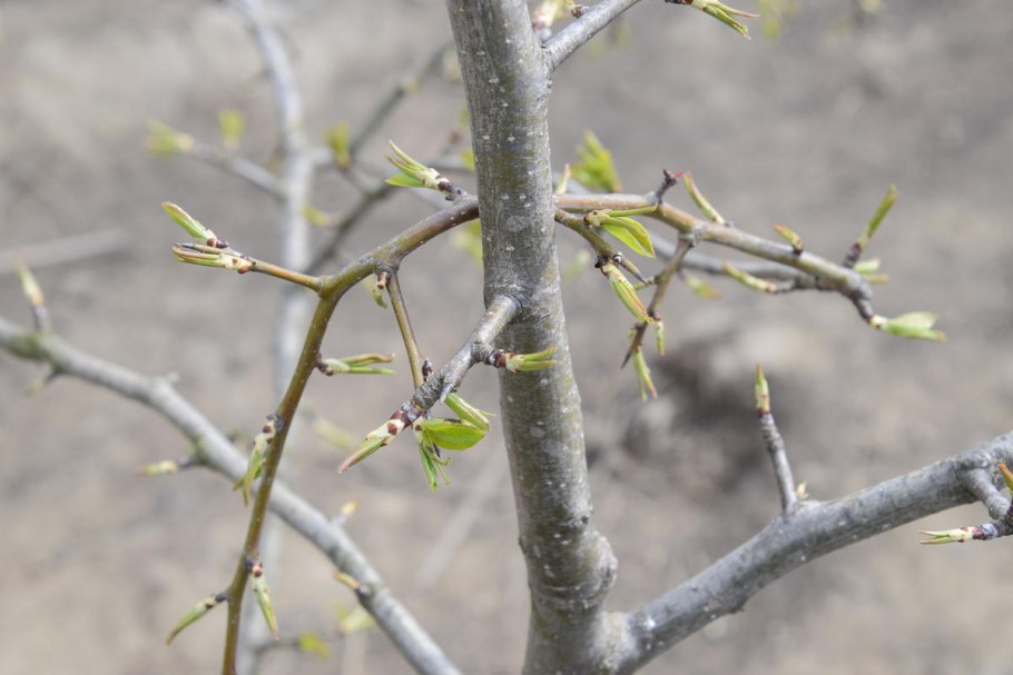 Груша с колючками на ветках