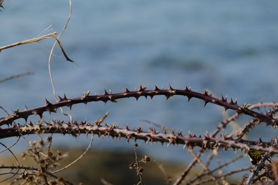 Боярышник азароль