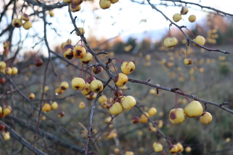 Среда обитания яблони дикой