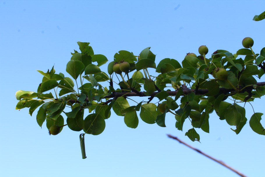 Груша дичок с колючками