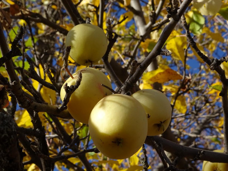 Колючки дикой яблони