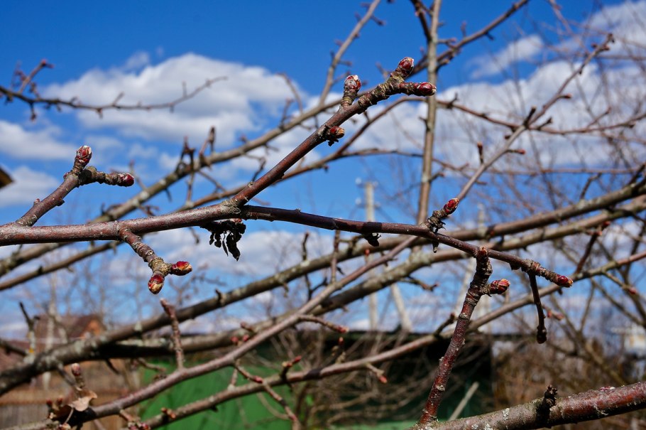 Распускание почек у яблони