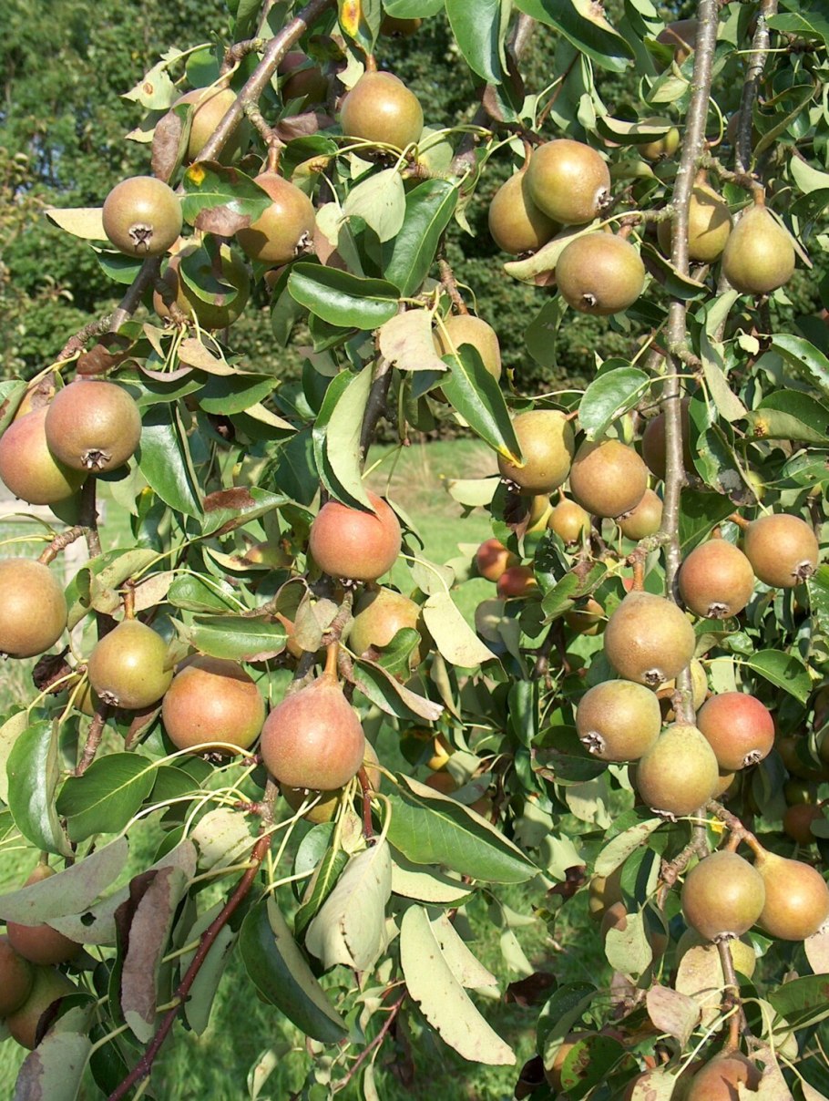 Плодовое дерево с шипами