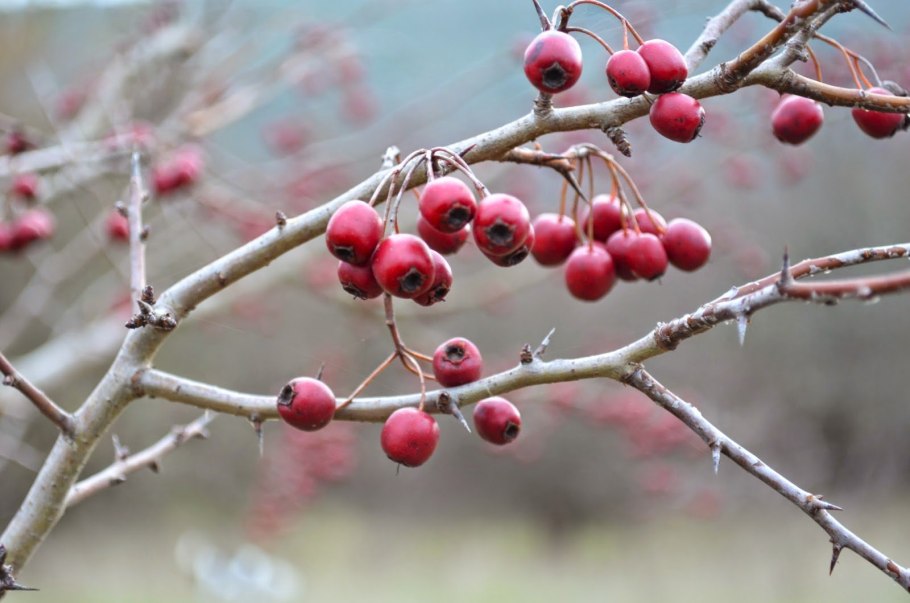 Боярышник однопестичный колючки