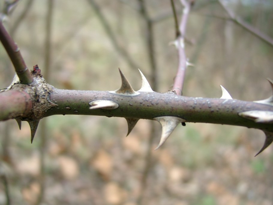 Терновник колючки