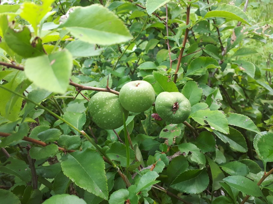 Дикая груша с шипами