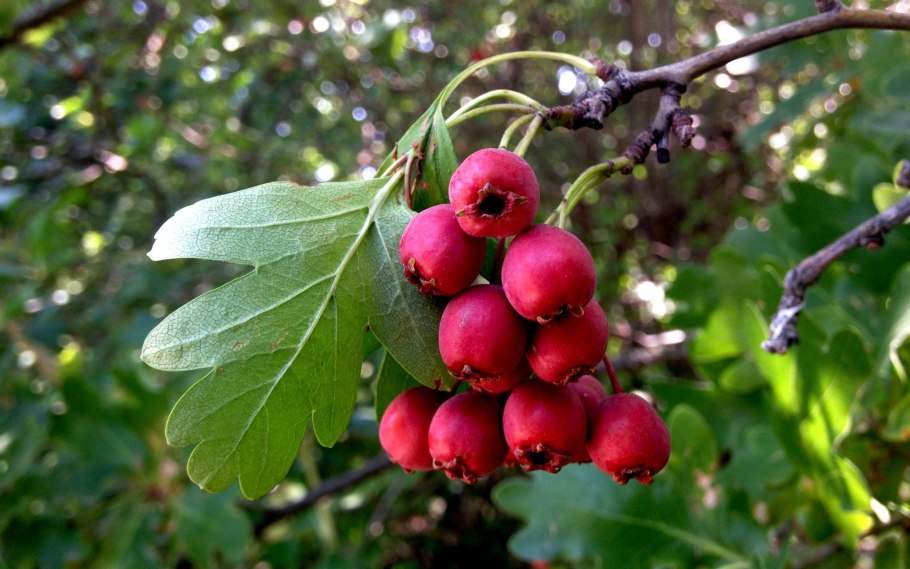 Боярышник сливолистный Спленденс