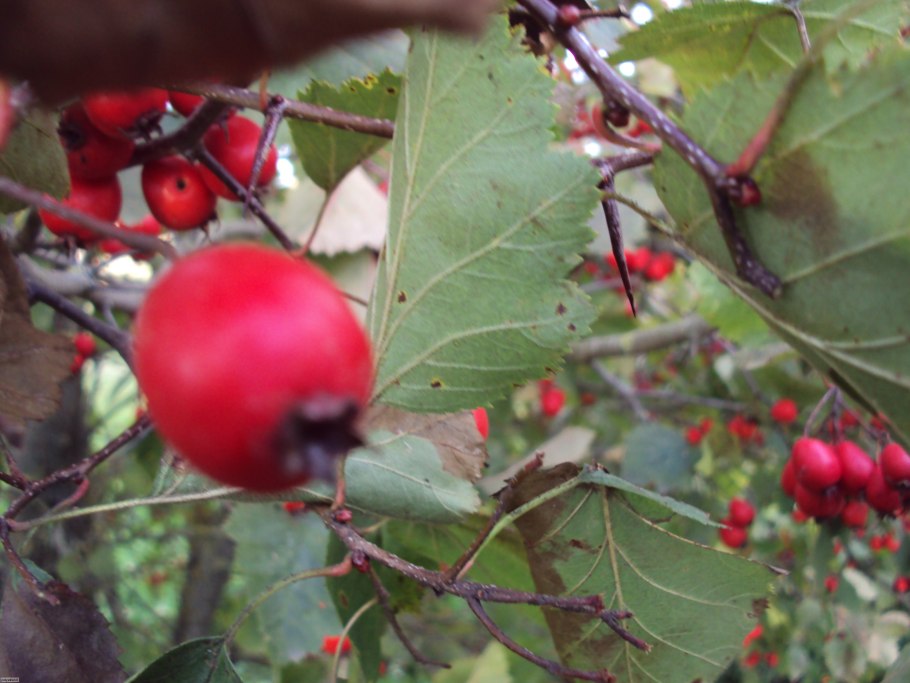 Боярышник Дикая яблоня