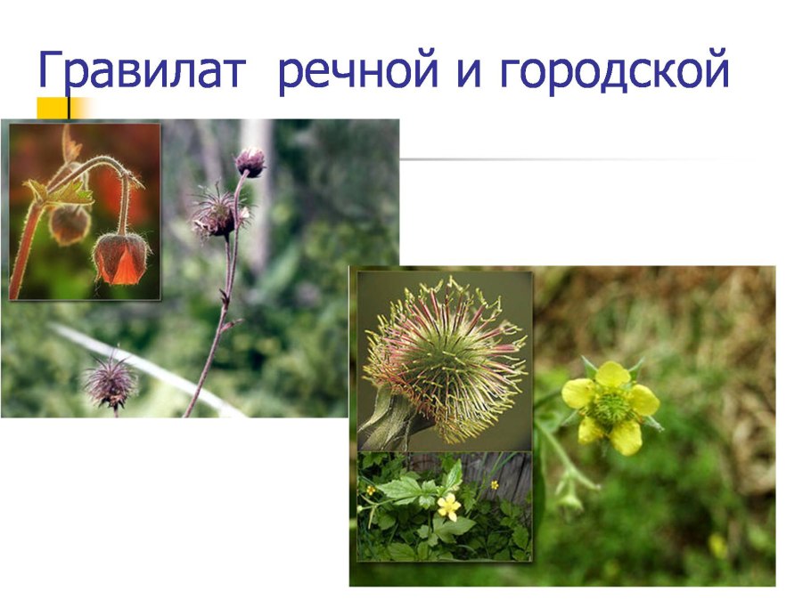 Гравилат Речной формула цветка