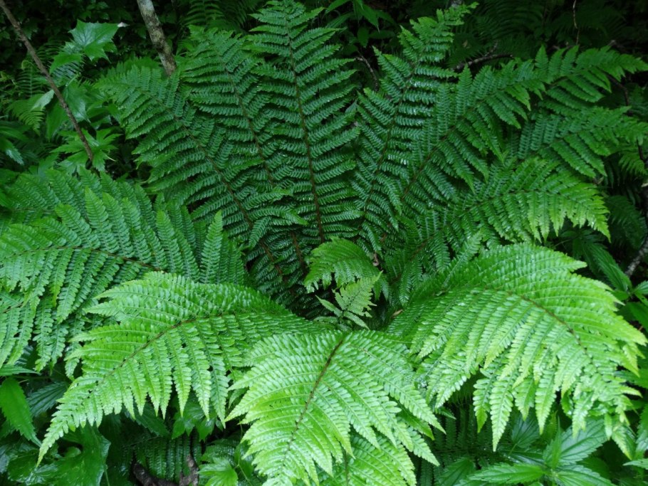 Щитовник толстокорневищный dryopteris crassirhizoma