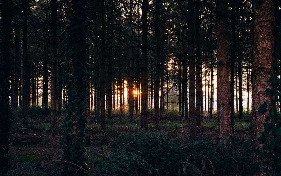 Еловый темный лес Угра