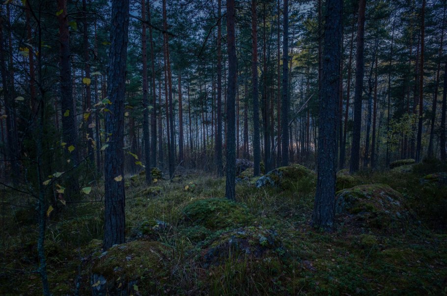 Темный еловый лес