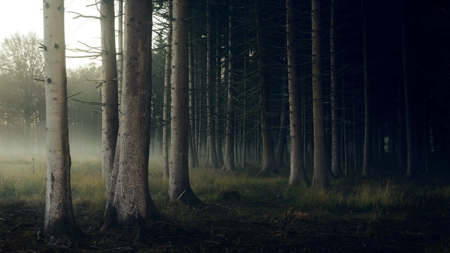 Темный лес