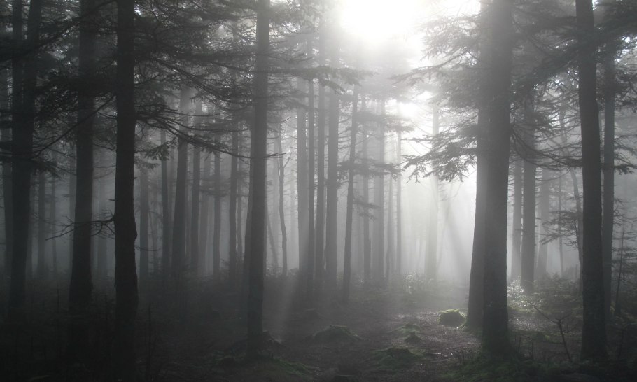 Темный лес в тумане