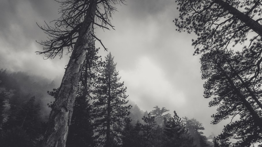 Мрачный лес Эстетика