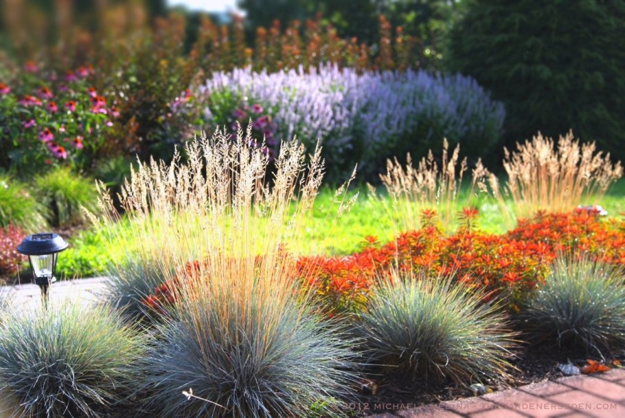 Хоста низкорослая бордюрная