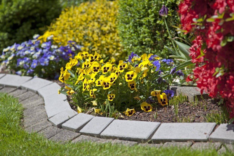 Гортензия и туя Даника