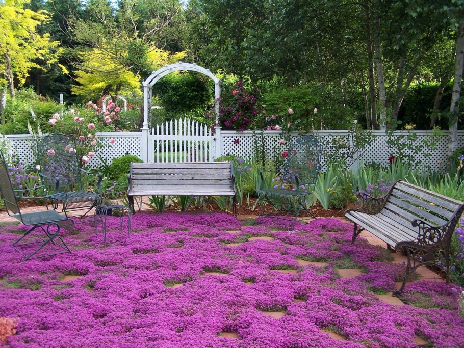 Тимьян ползучий пурпурный