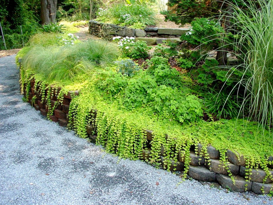 Космея в миксбордере