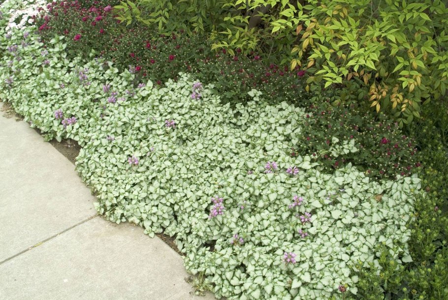 Дерен белый Живая изгородь