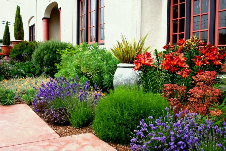 Многолетник сантолина