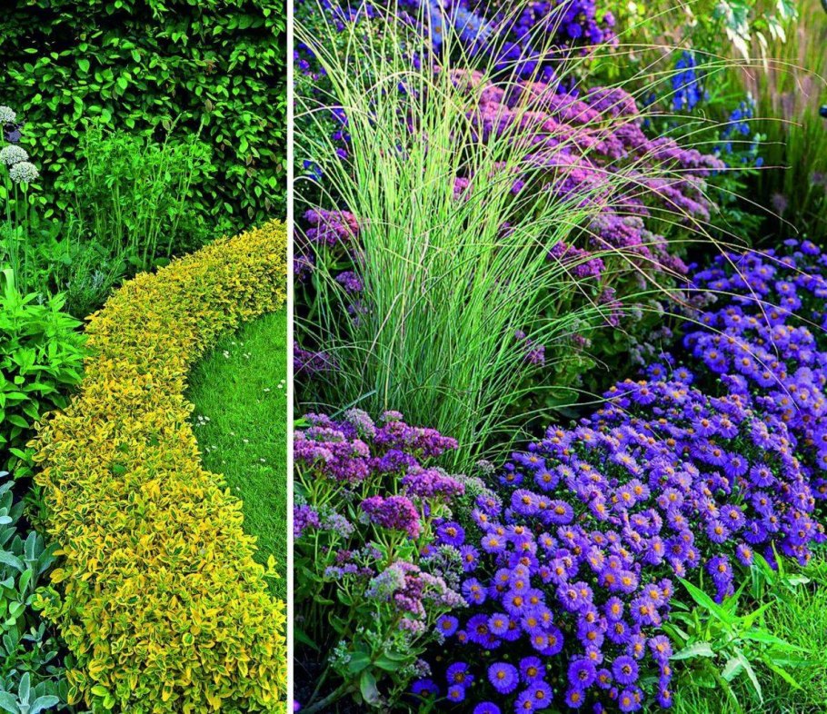 Почвопокровник яснотка