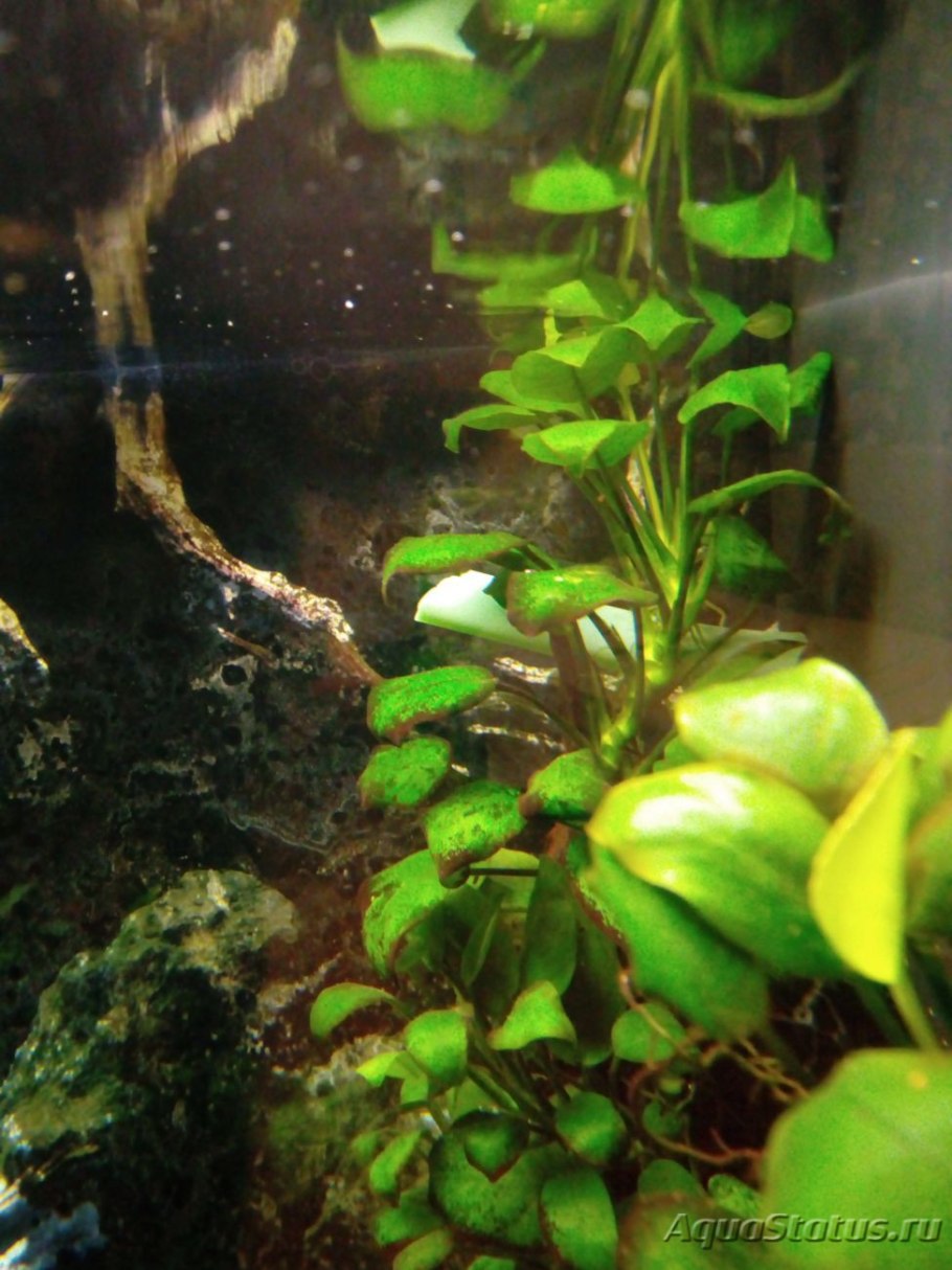 Аквариумные растения почернение
