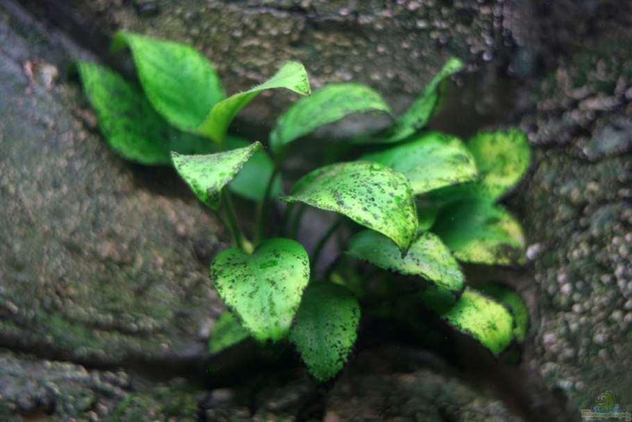 Анубиас разнолистный XL