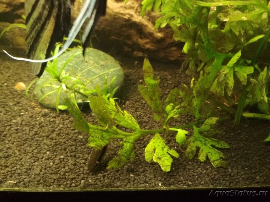 Анубиас Драконий коготь