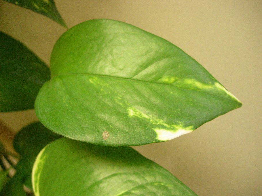 Микрозориум птеропус на вулканической лаве (Аквадекор)