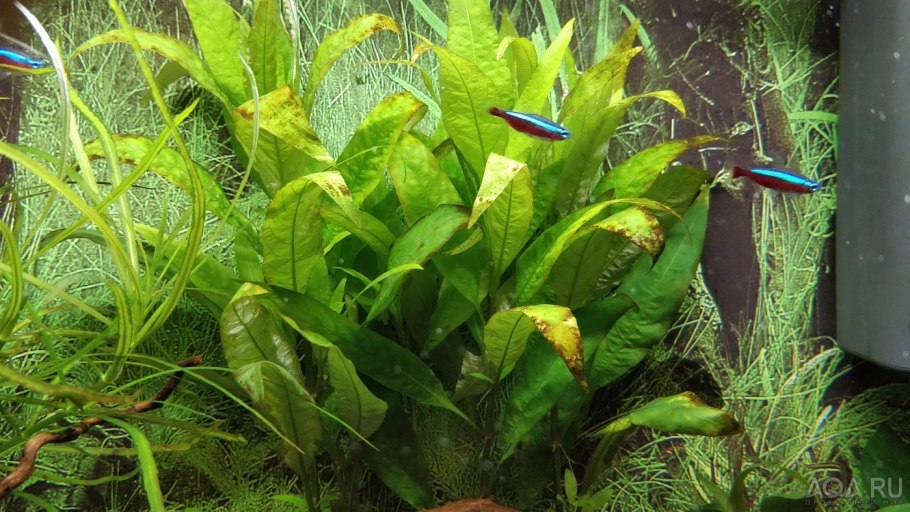 Анубиас Нана размножение