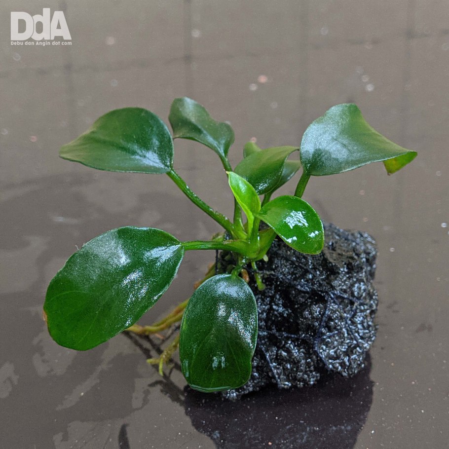 Anubias barteri var nana