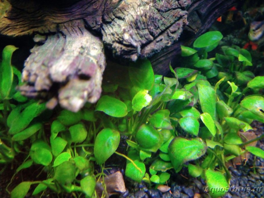 Дефицит нитрата в аквариуме