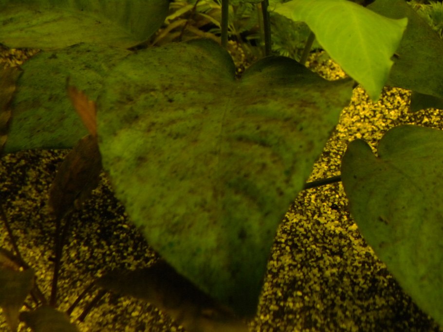 Анубиас бартера "маленький" меристемный Anubias barteri “petite”