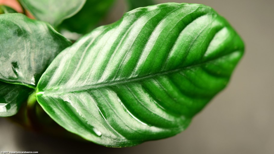 Хлороз монстеры