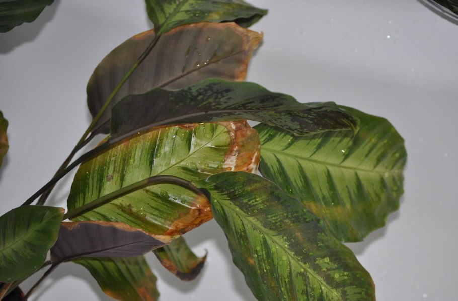 Коричневые пятна на листьях авокадо