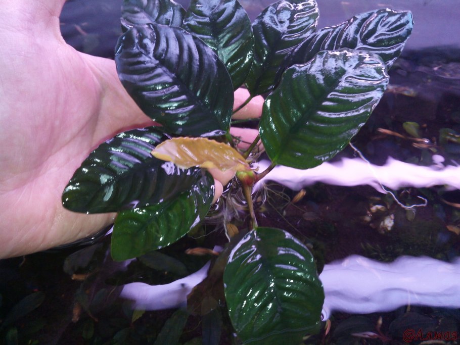 Гоммоз спатифиллума