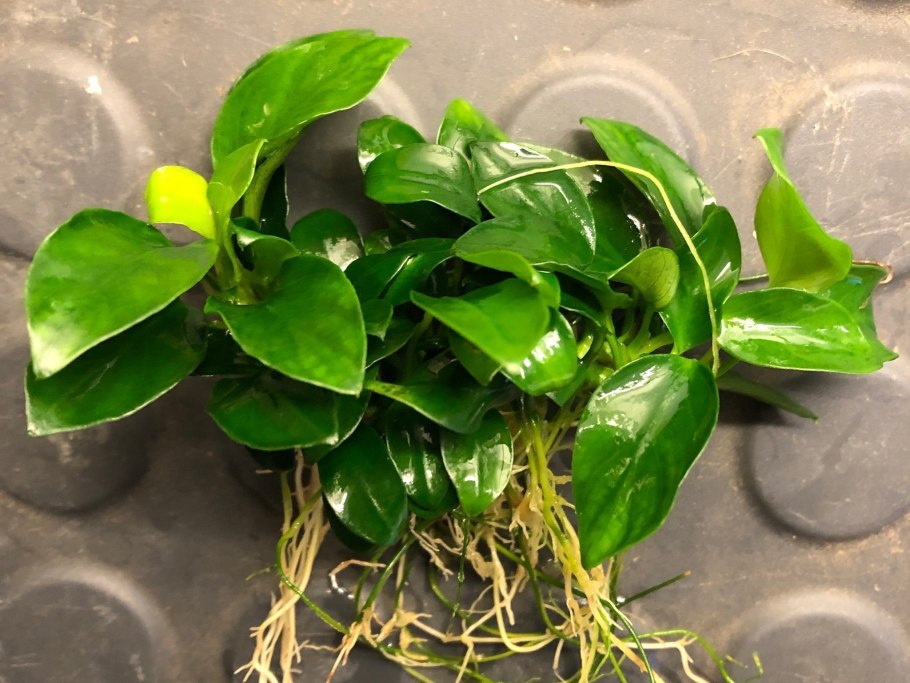 Черный налет на листьях анубиаса в аквариуме