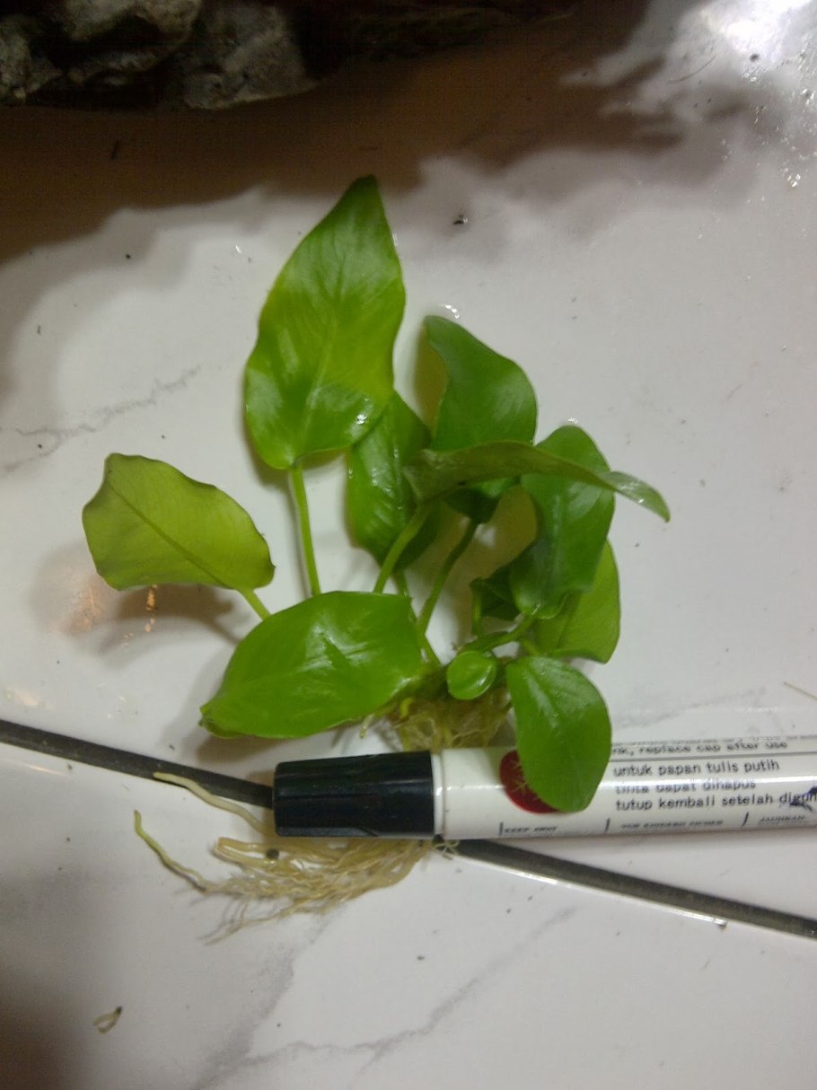 Анубиас коричневые листья